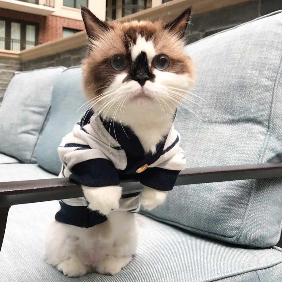 Cat mZZzMlywy