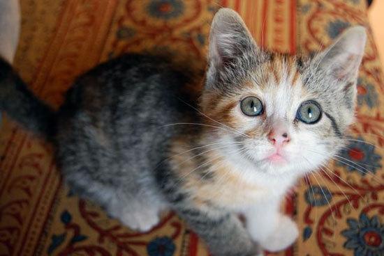 Cat ma