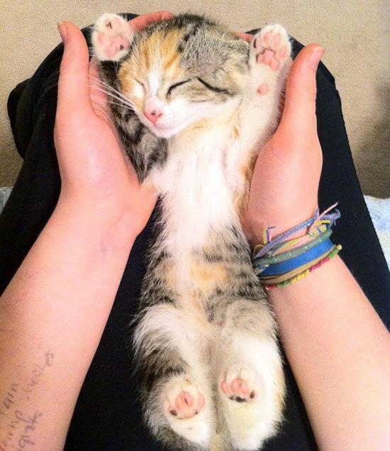 Cat mb