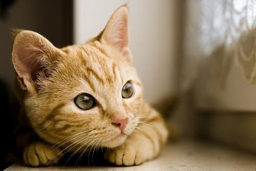 Cat mc