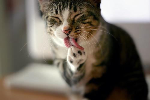 Cat md