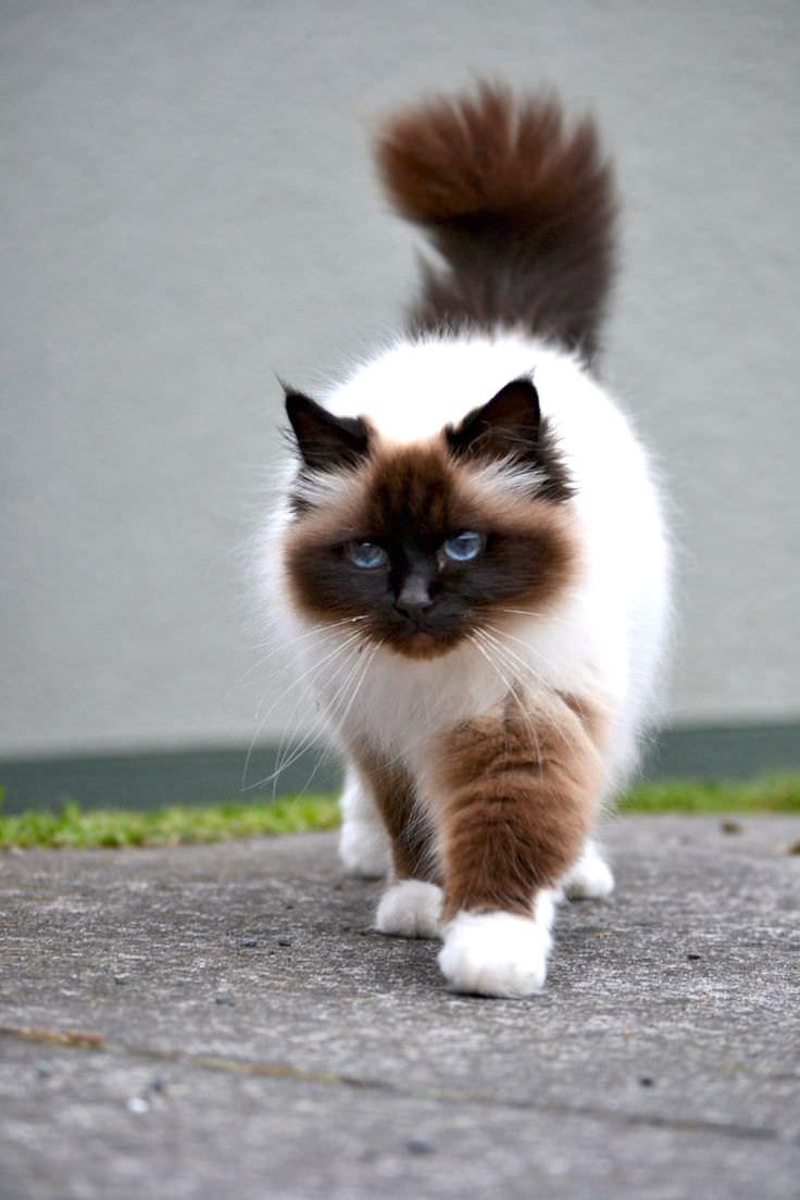 Cat me56sI74P