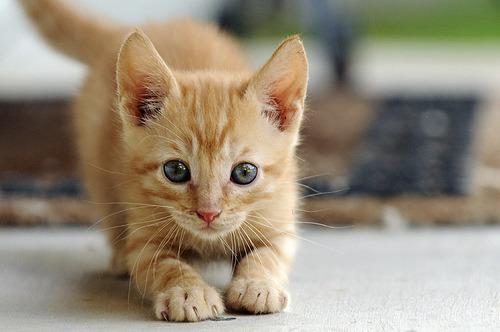 Cat mi