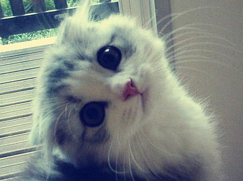 Cat mj