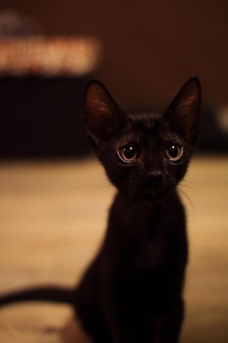 Cat mp