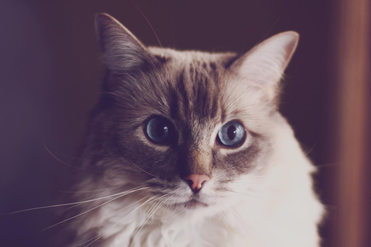 Cat ms