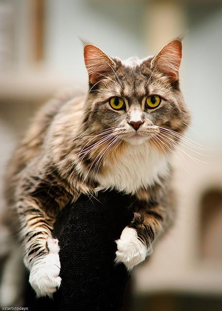 Cat mt