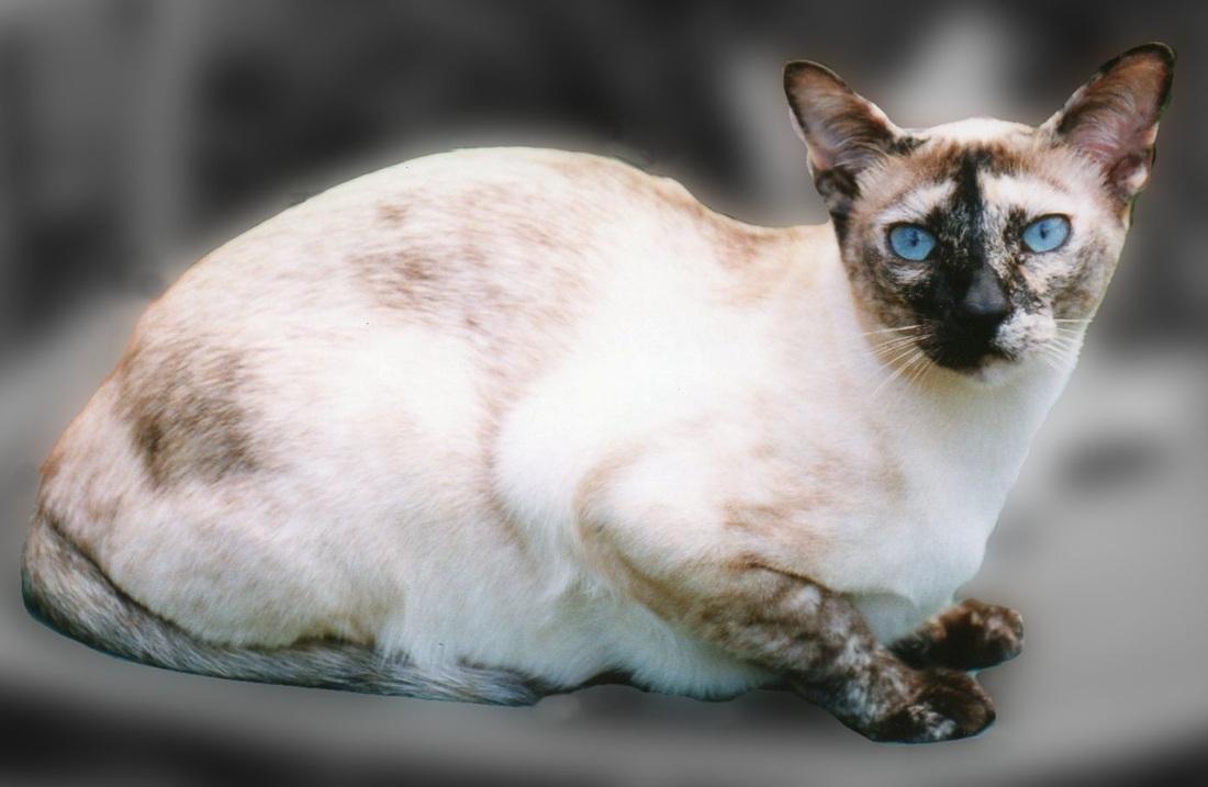 Cat mudzVExq0