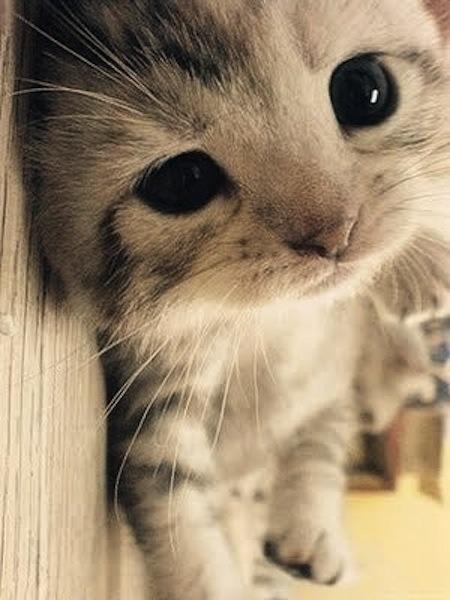 Cat n7