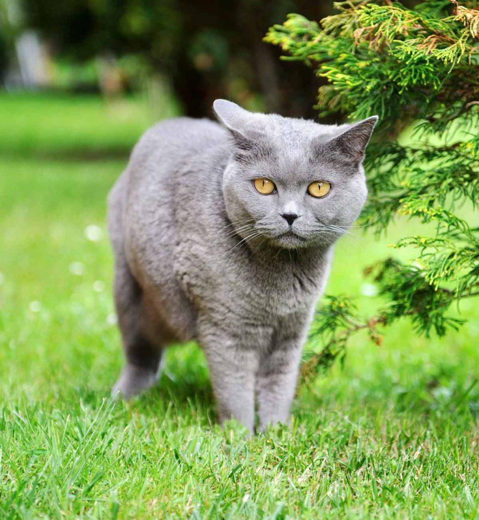 Cat nJsljkalm