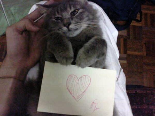Cat nb