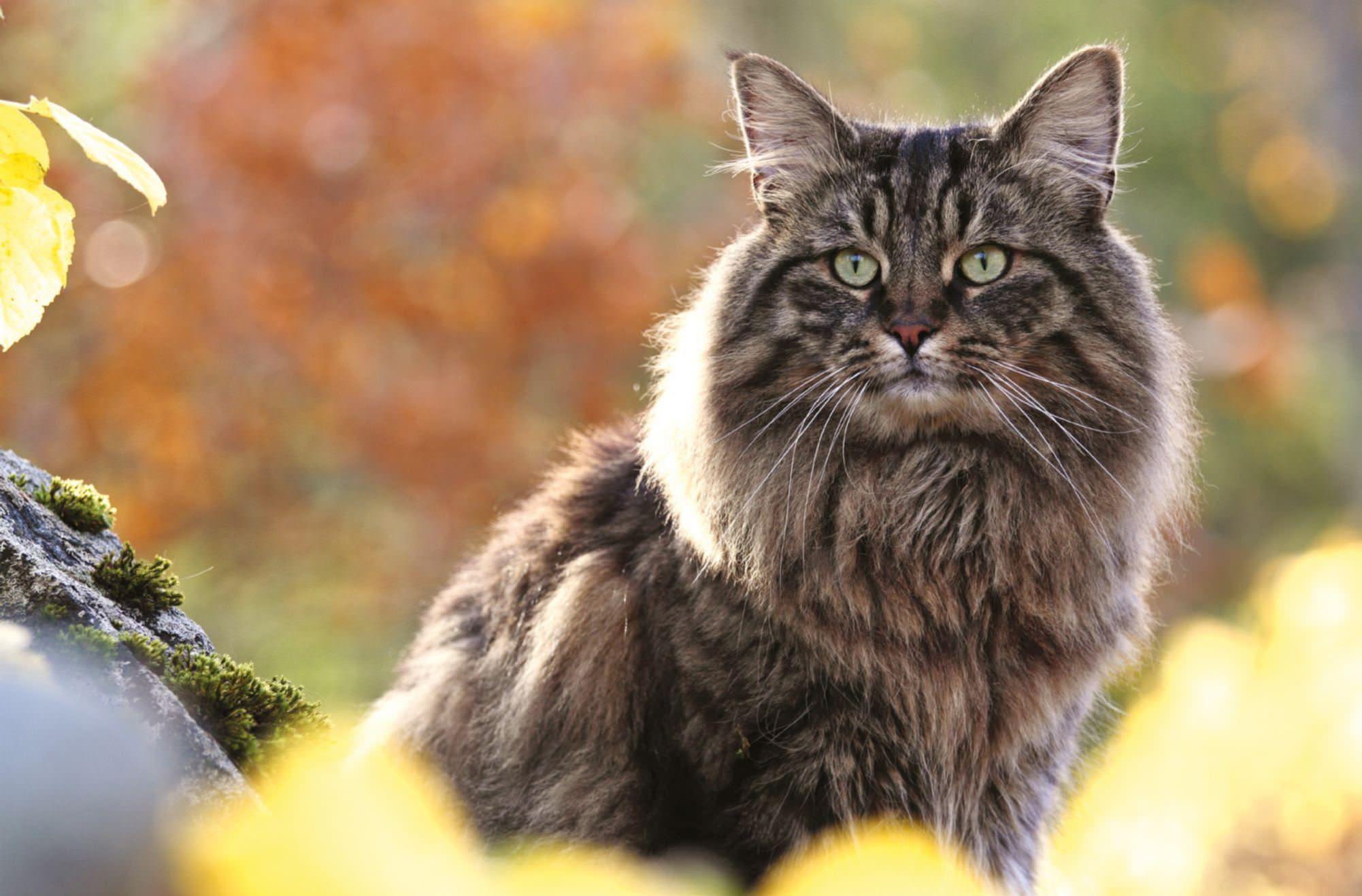 Cat neW1xzZv4