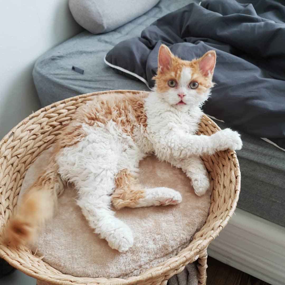Cat nhwAjEuEG