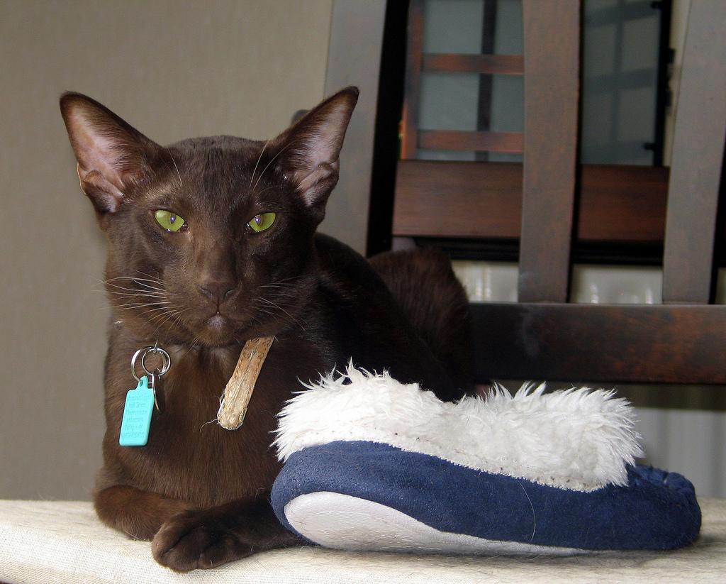Cat njK25knLH