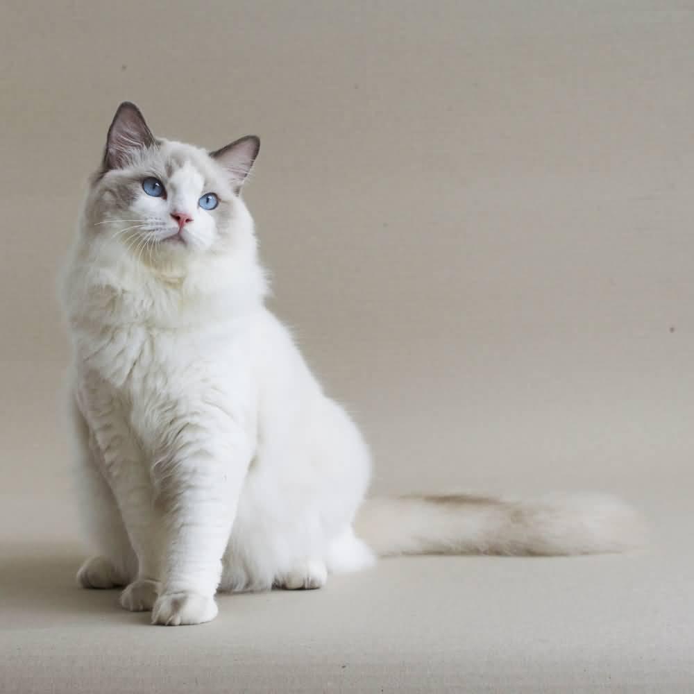 Cat nqS9tUT3i
