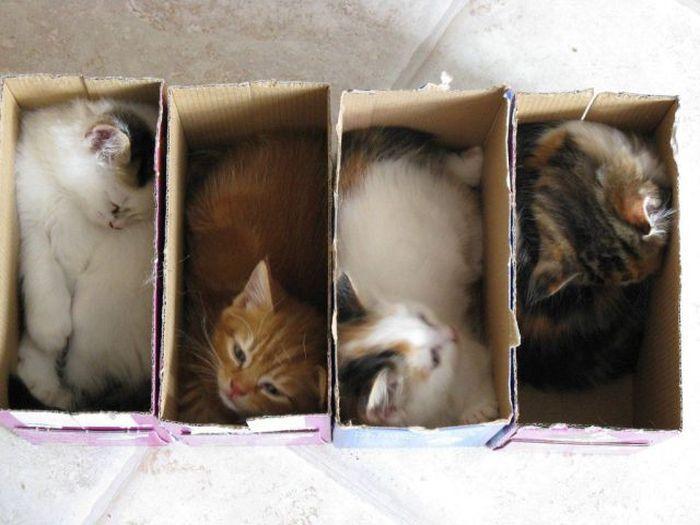 Cat nt
