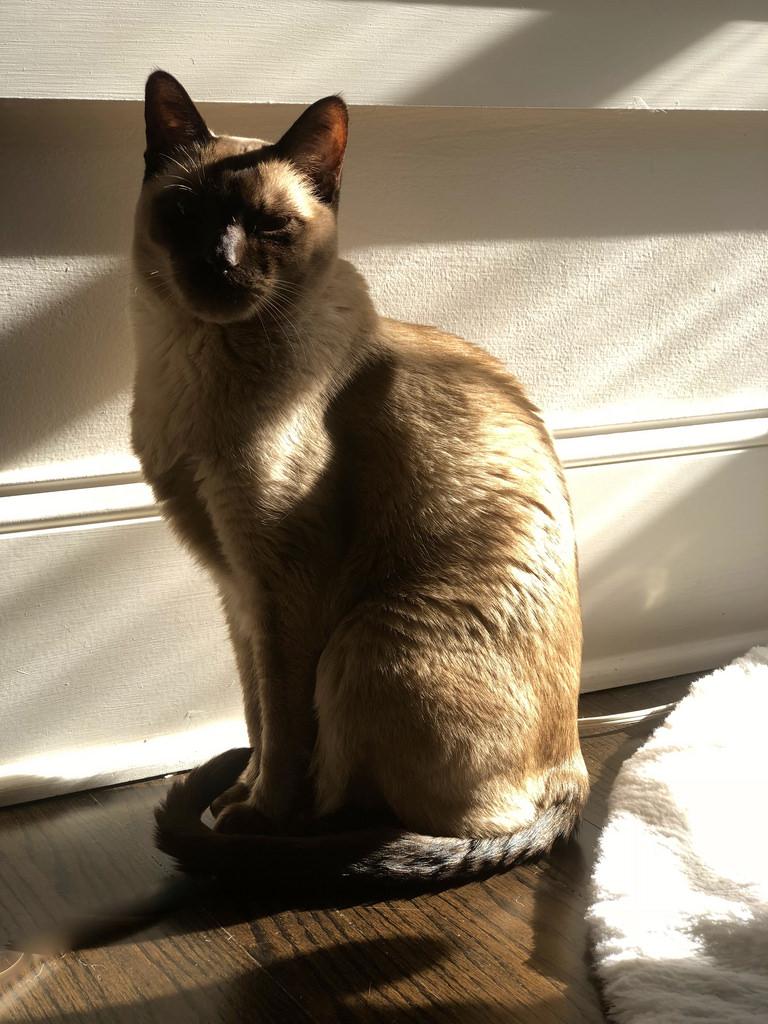 Cat o0eqzDky9