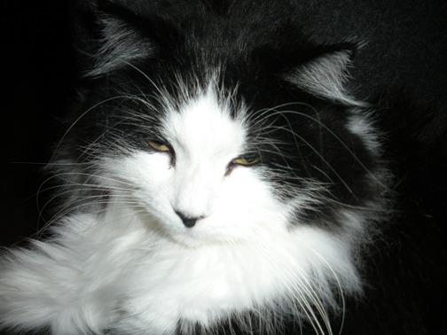 Cat o7