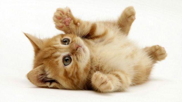 Cat o9