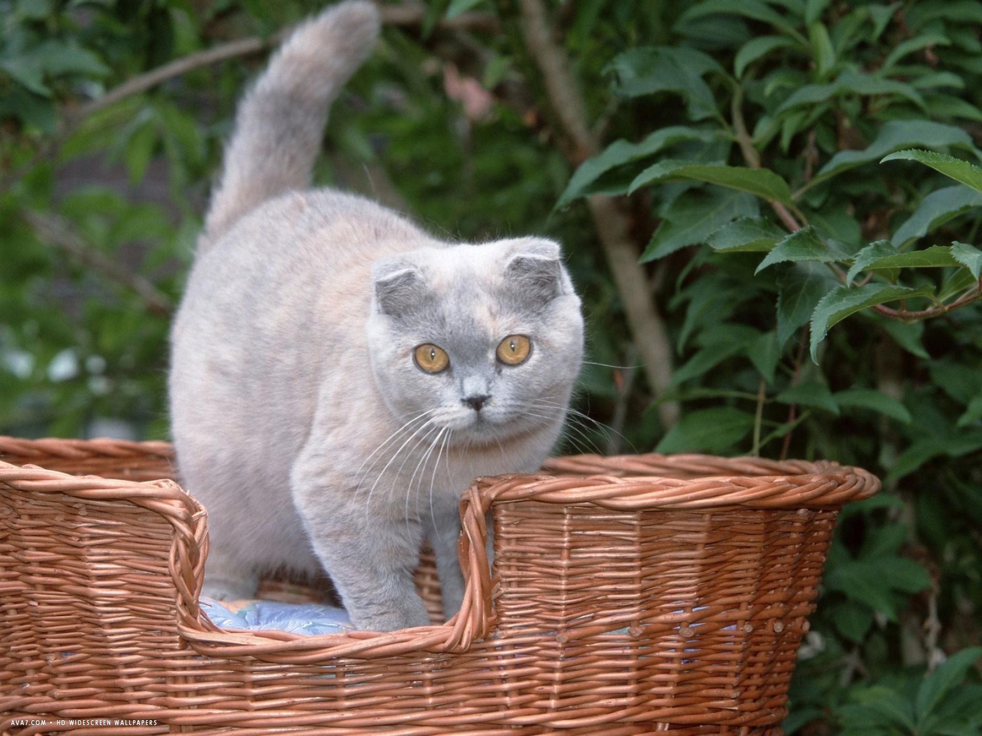 Cat o9t0LDcsa