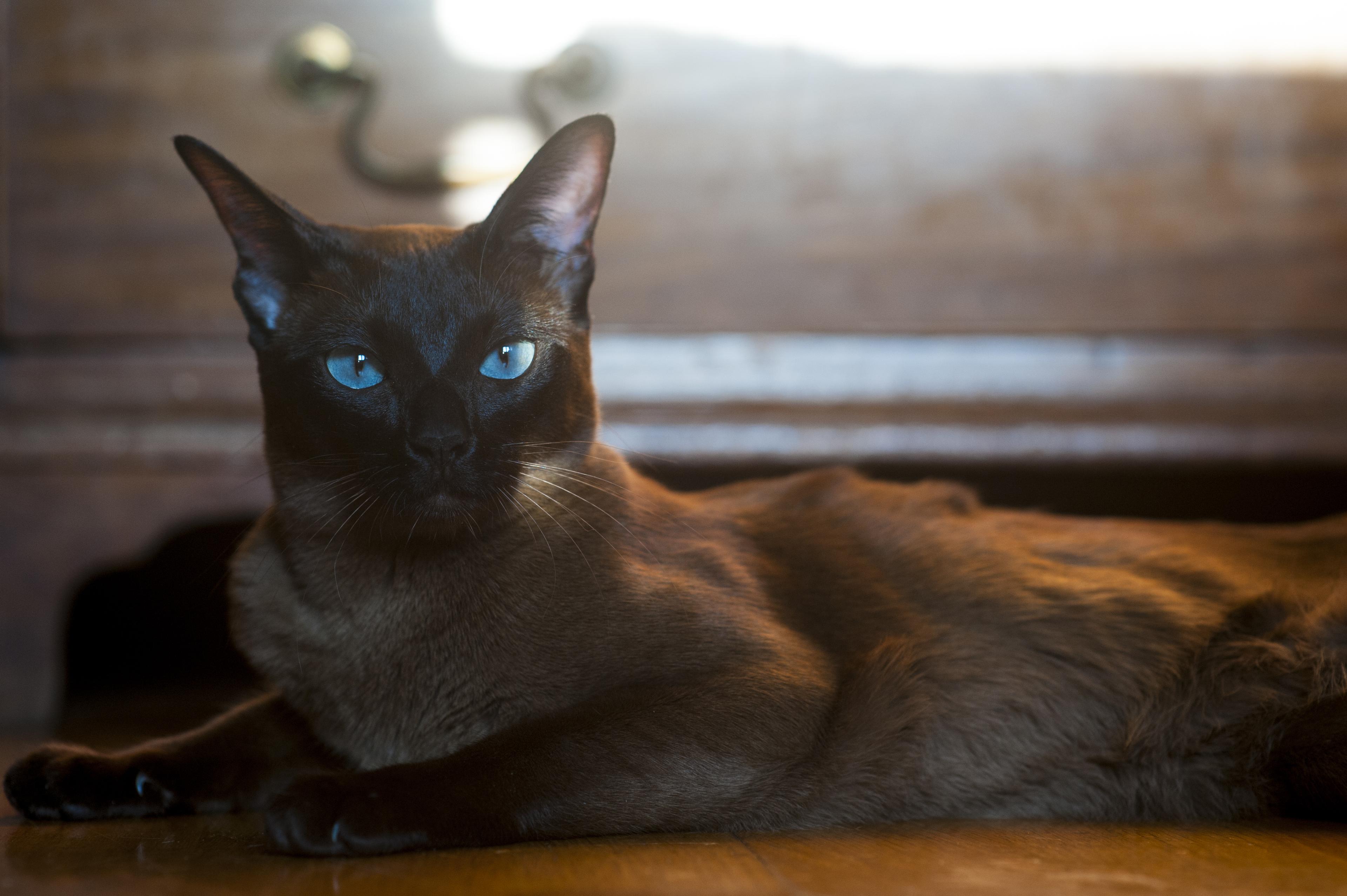 Cat oLtx9gsxx