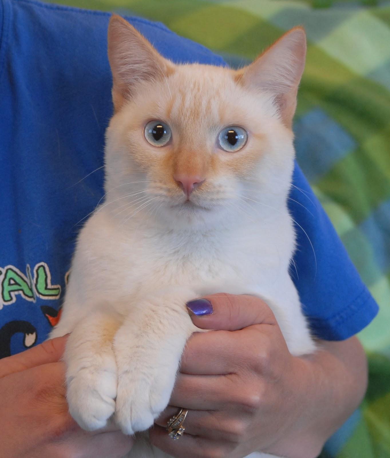 Cat oSpqGyUDS