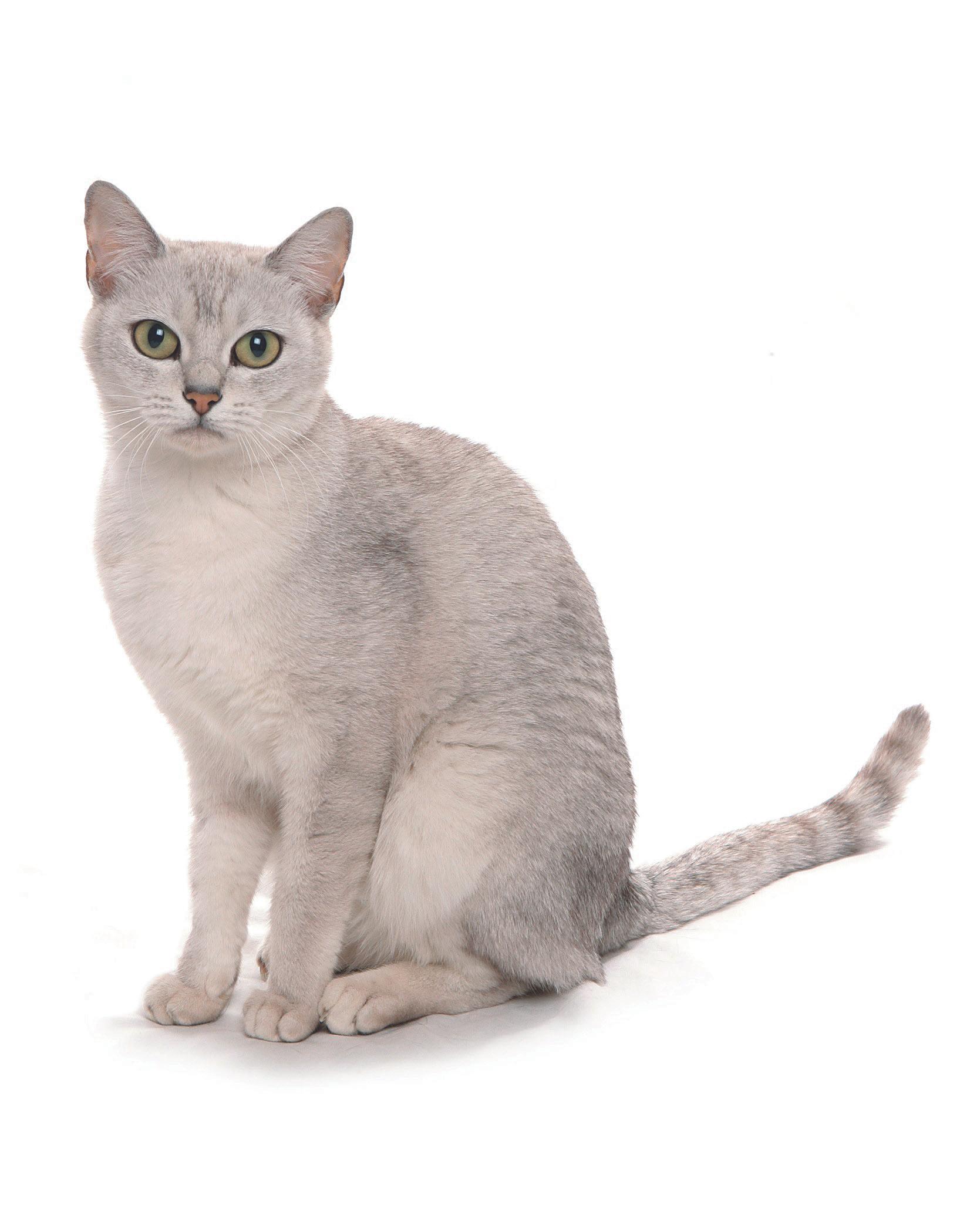 Cat p2U4ZXgKL