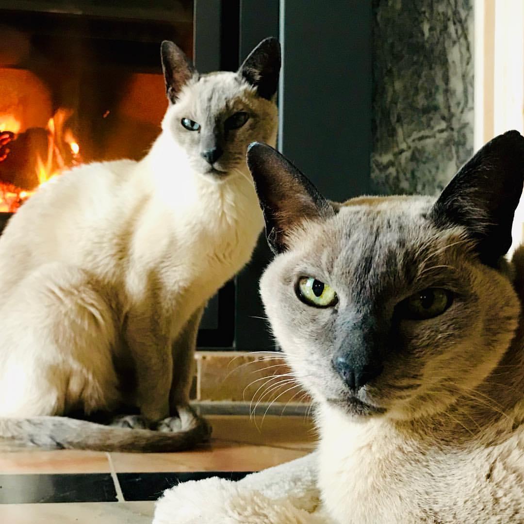 Cat pB_IDnwMf