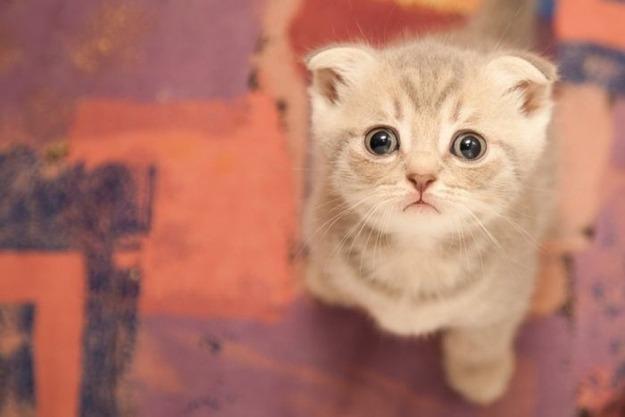 Cat pb