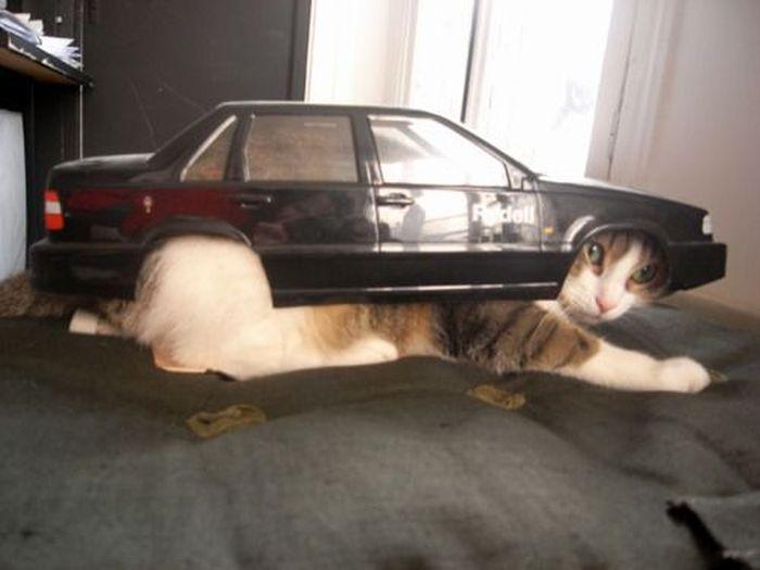 Cat pi