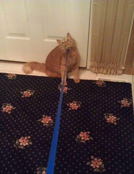 Cat pl