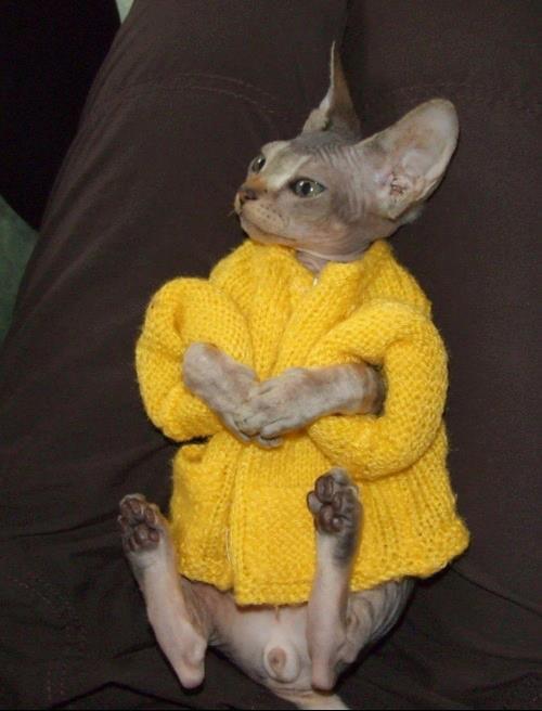 Cat pm