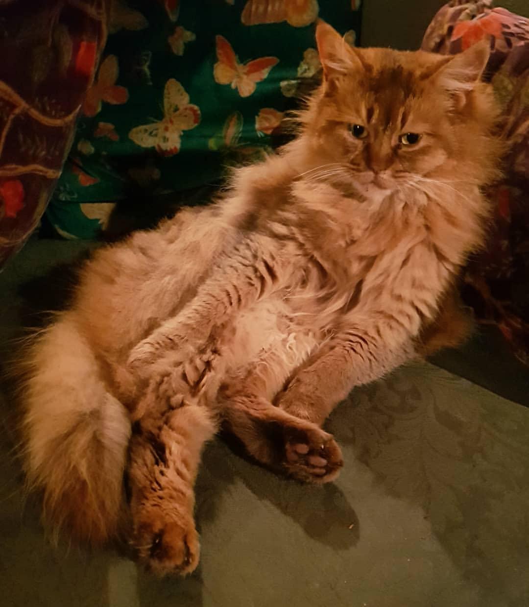 Cat pmhGxB9-m