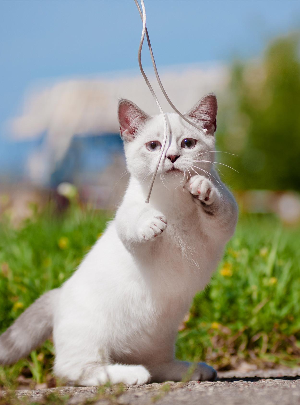 Cat pzIURJPra