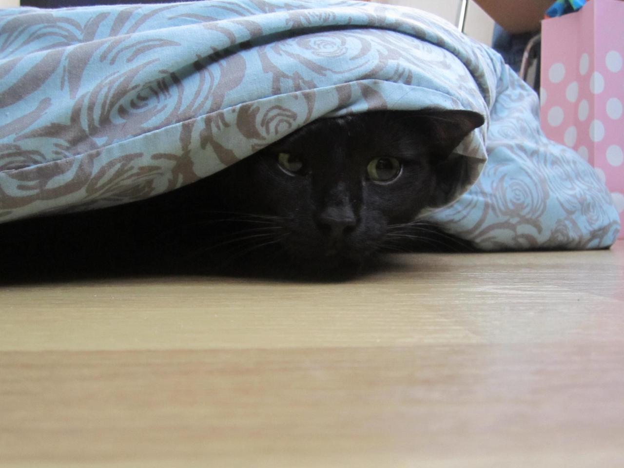 Cat q2