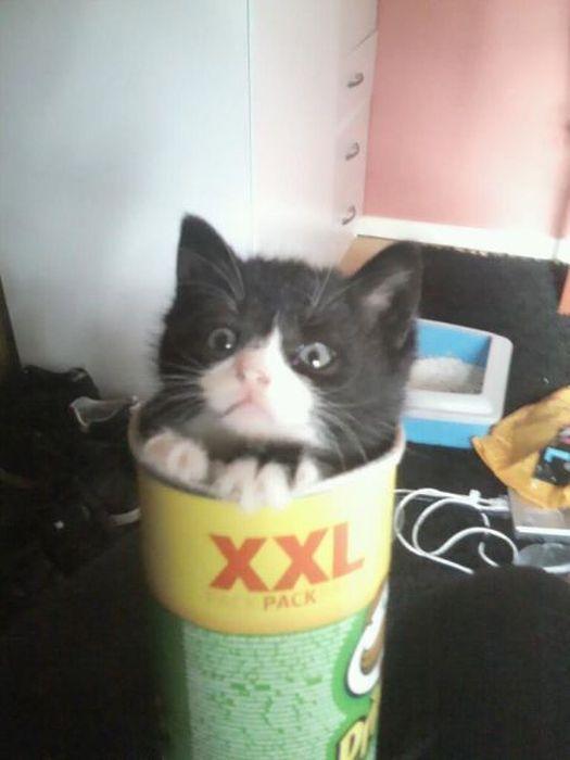 Cat q8
