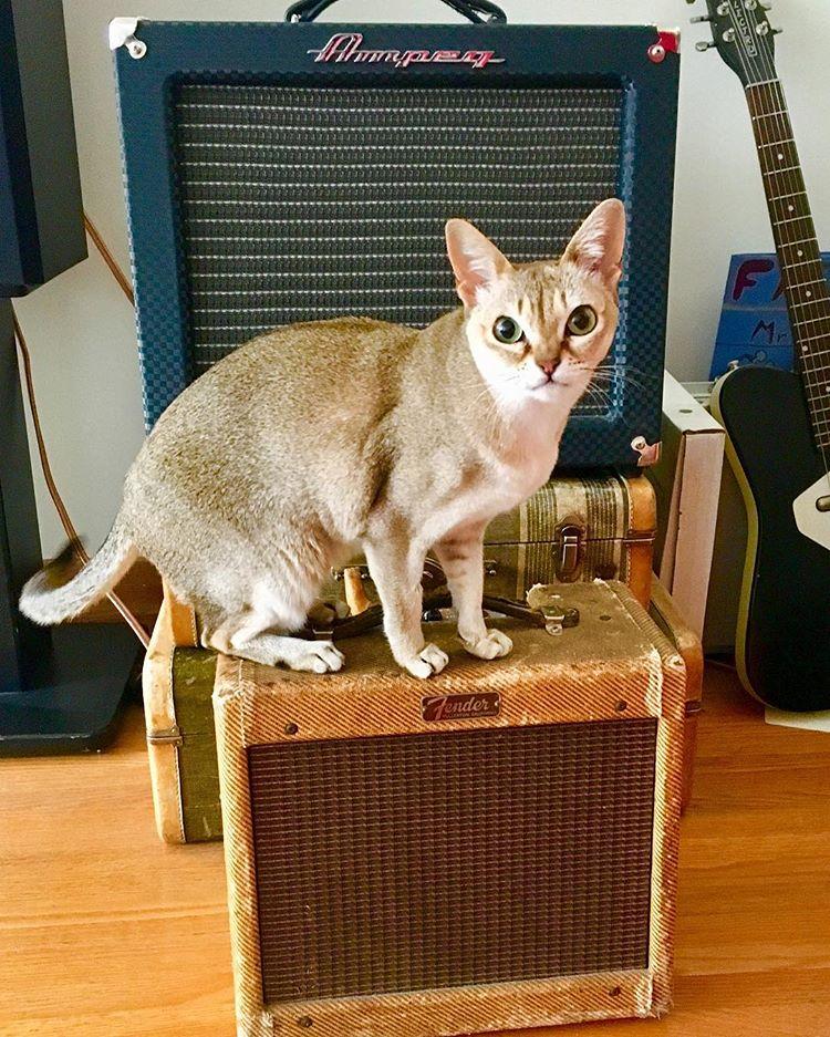 Cat qLPz9prjF