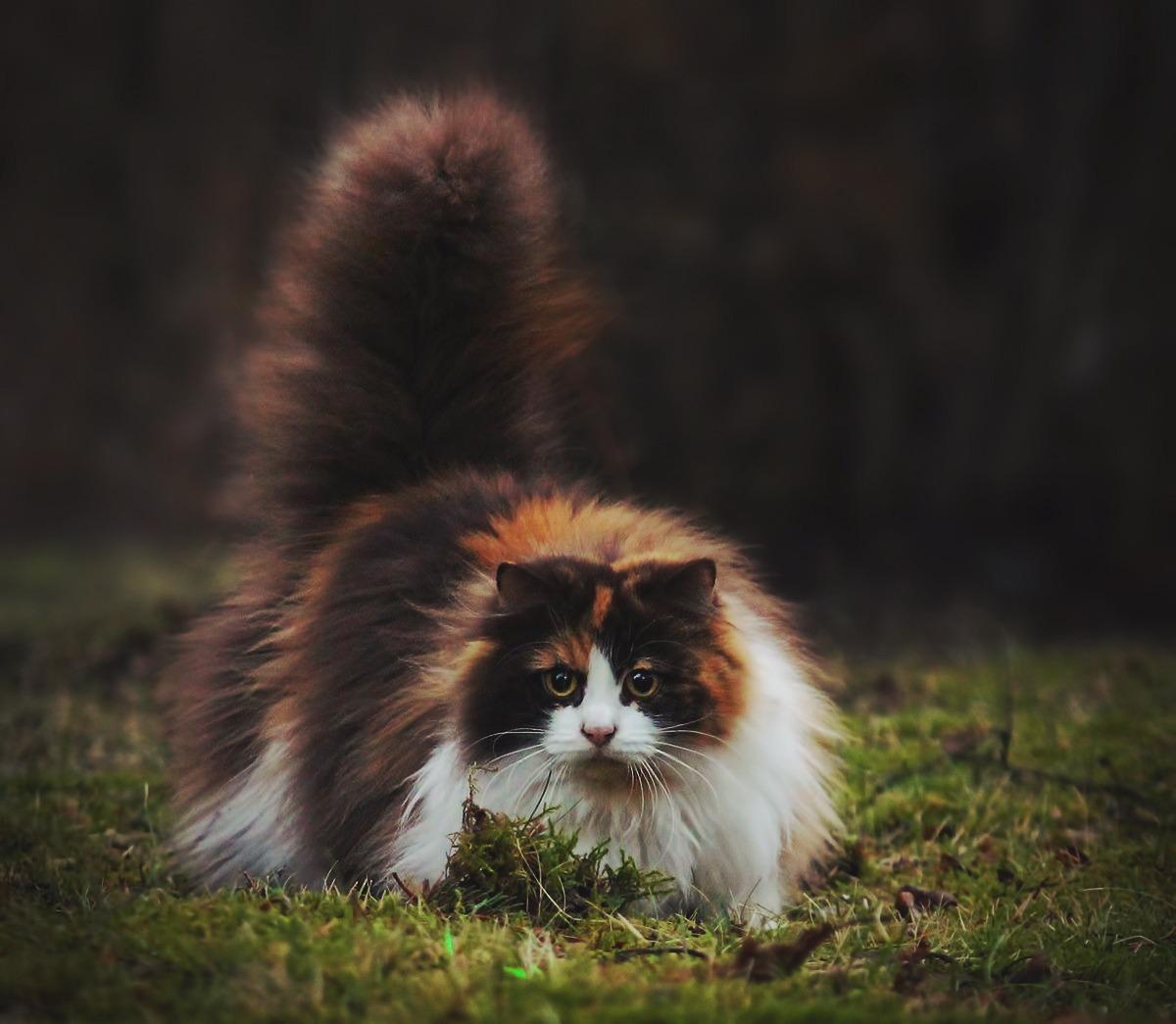 Cat qbGtEp6If