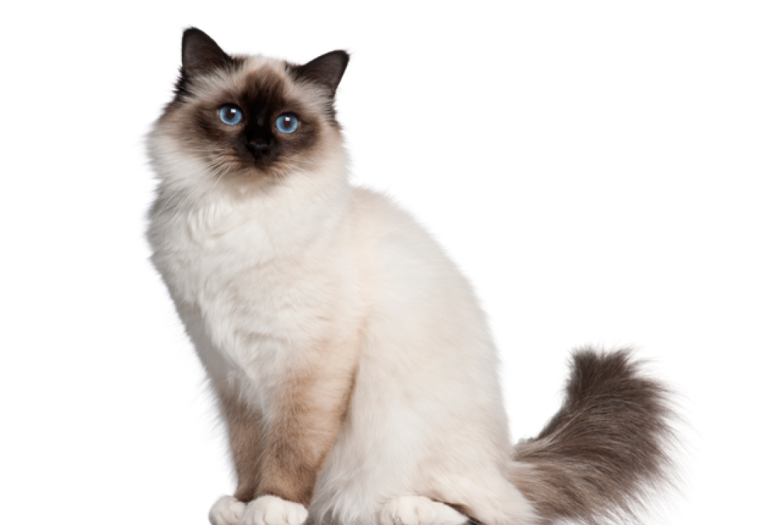 Cat qg0_IodJp