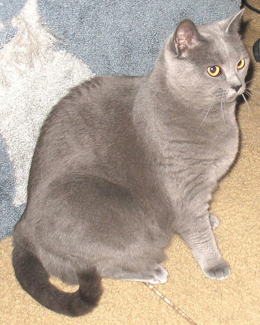 Cat qinVu0VLV