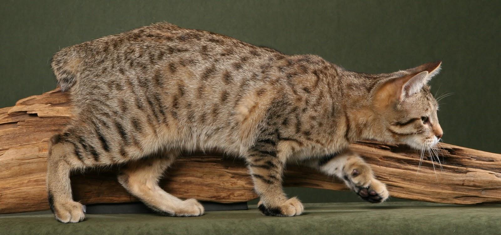 Cat qk67_tUAZ