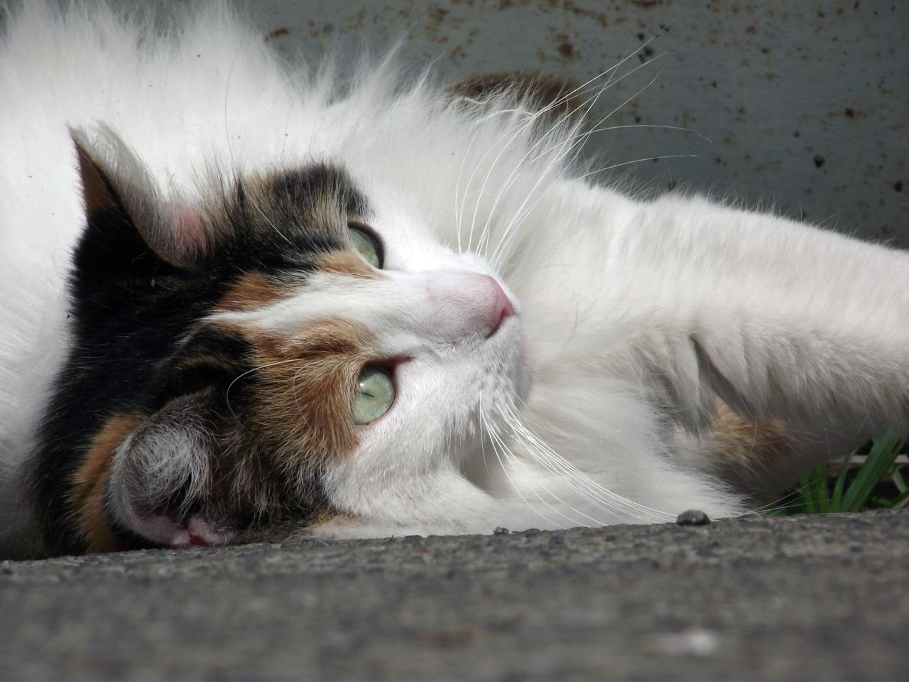 Cat qm