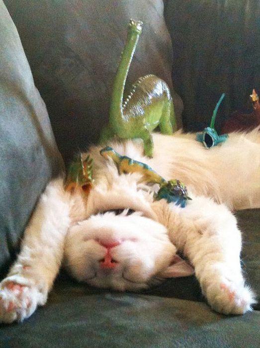 Cat qn