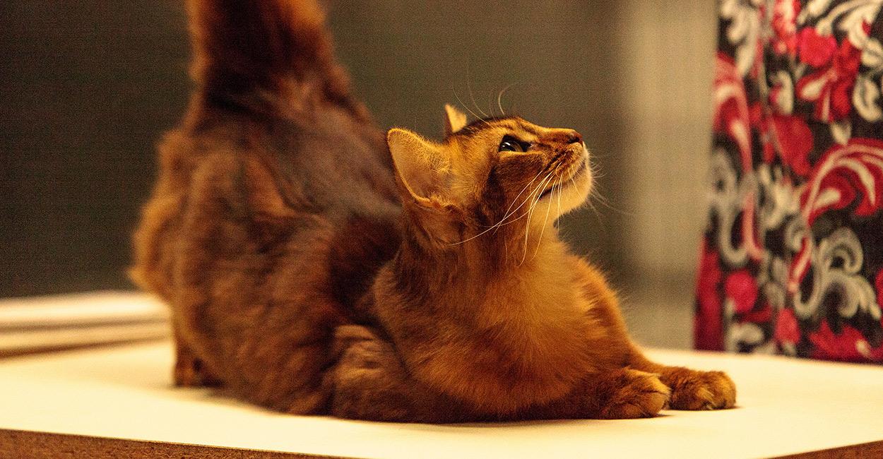 Cat qwYvuuMxz