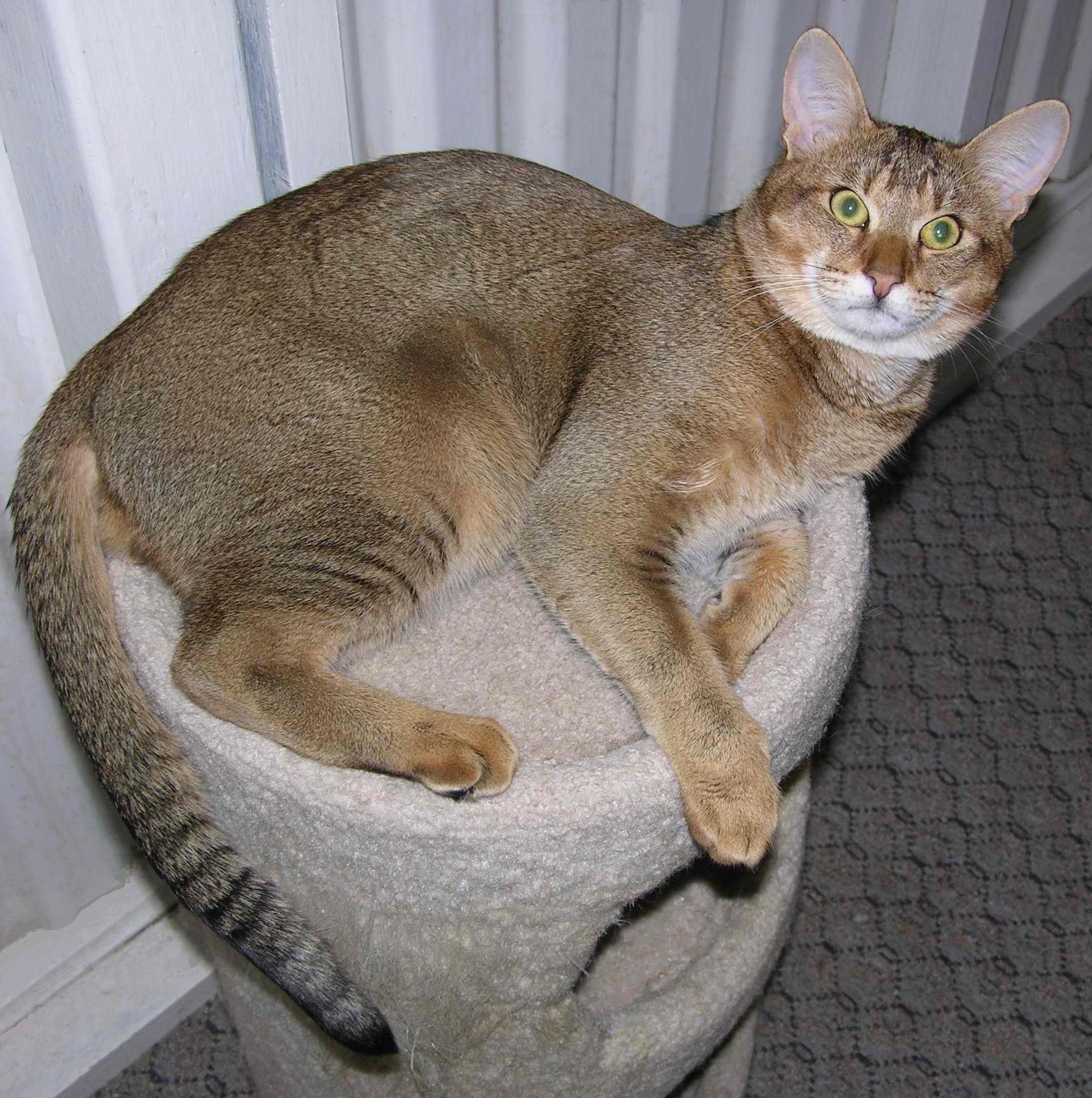 Cat r0s90j0I8