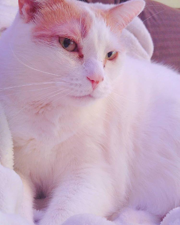 Cat r9PDjW3xP
