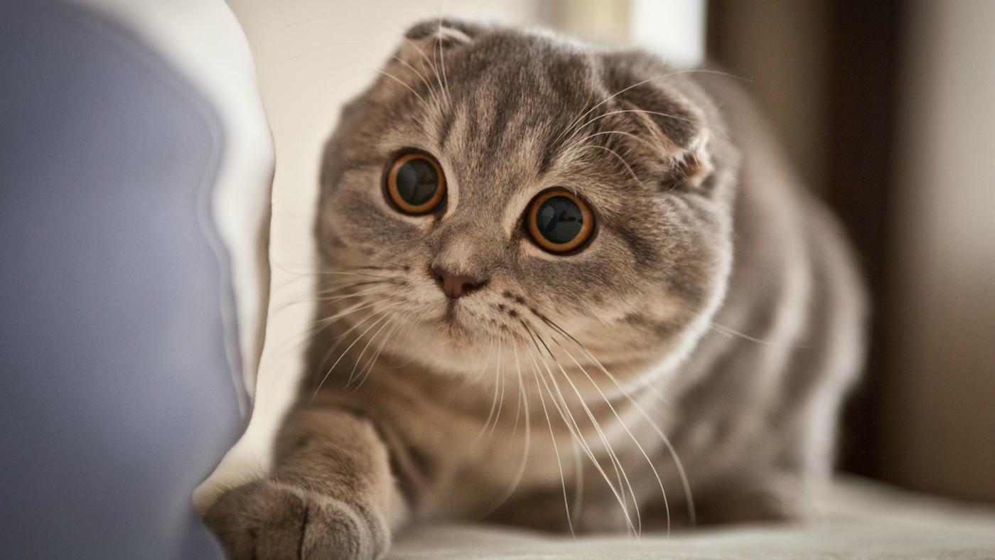 Cat rCpfoEpQY