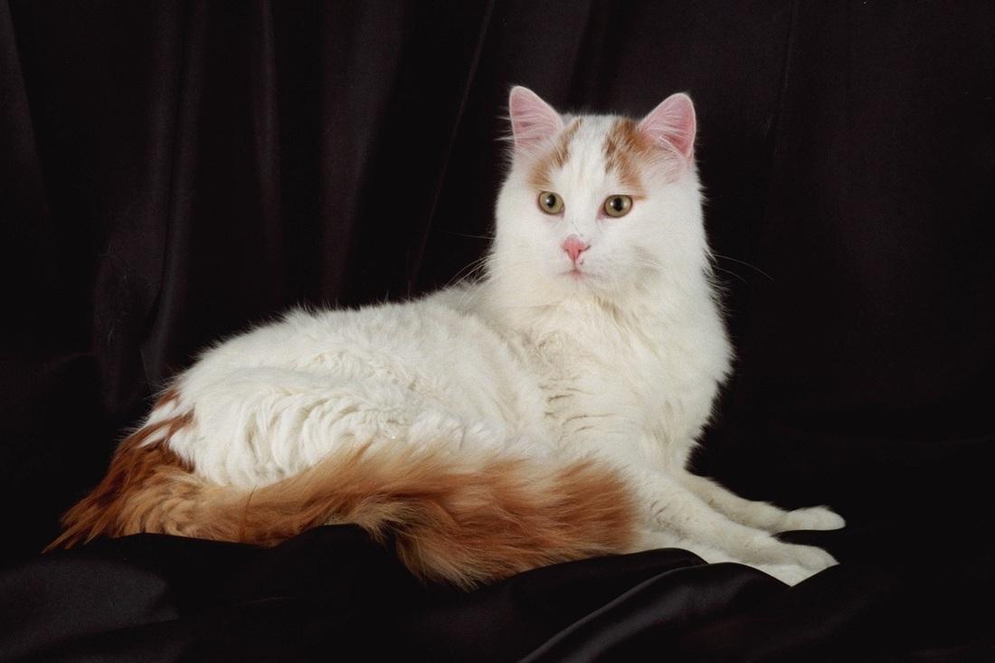 Cat rEHfYqWUM
