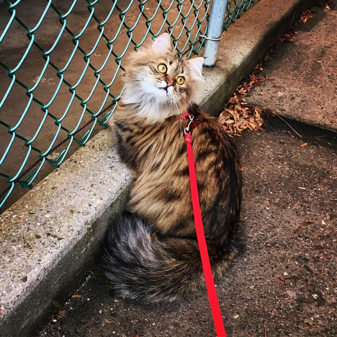 Cat rEcqVVVto