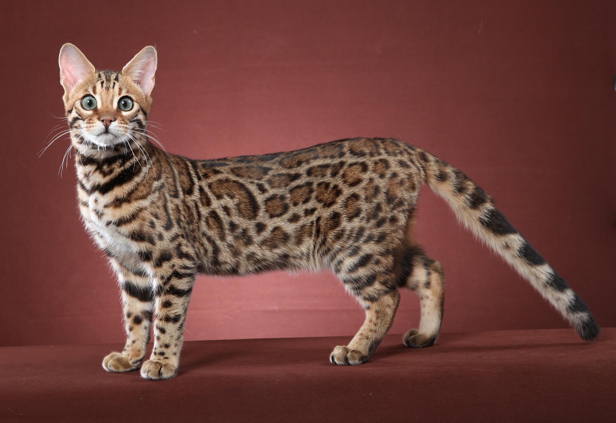 Cat rLKF3Yzcf